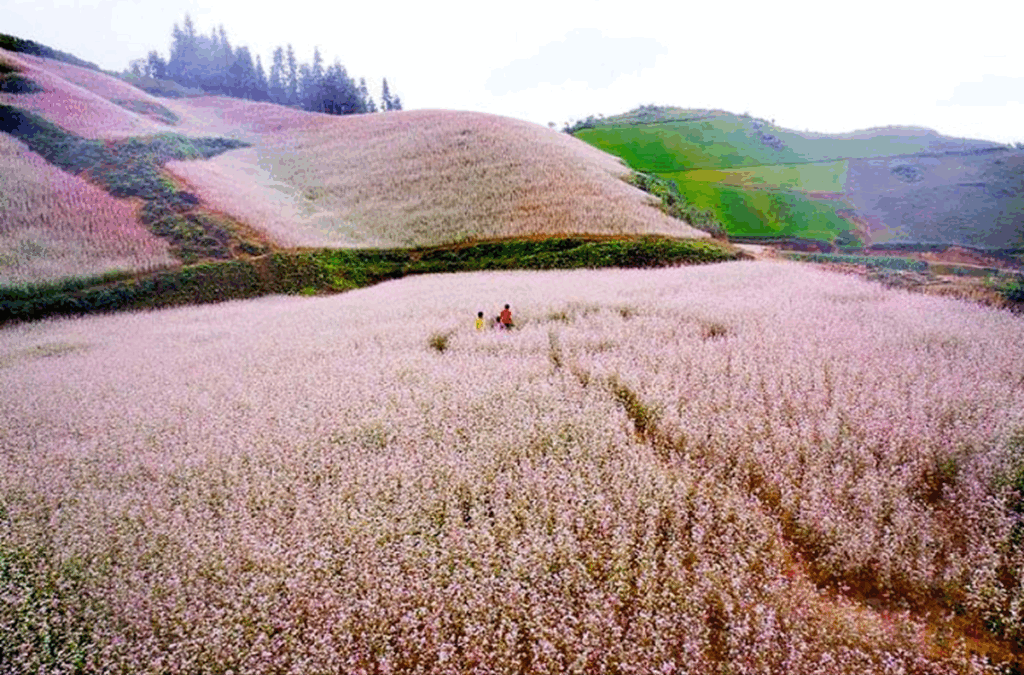Buckwheat flower season