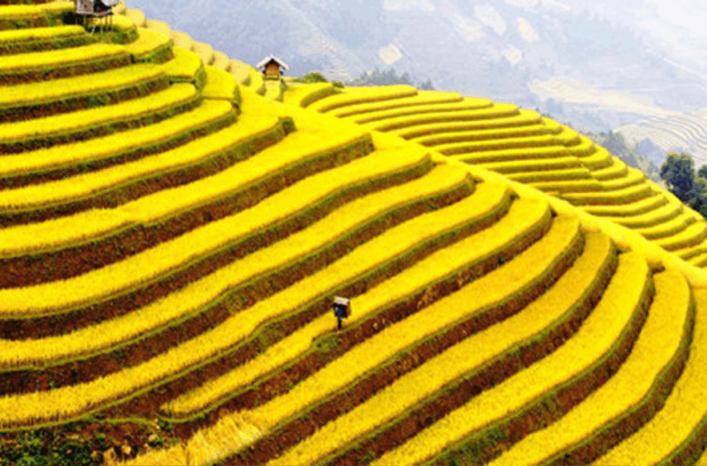 Admire the Golden Rice Season