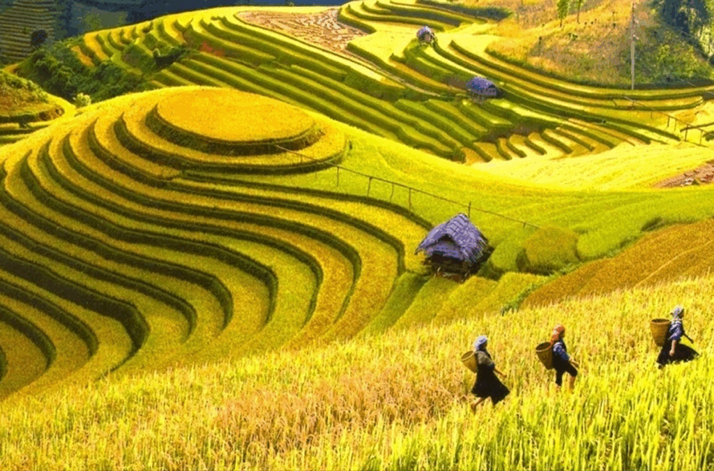 Hoang Su Phi Terraced Fields Top 20 Destinations in Ha Giang