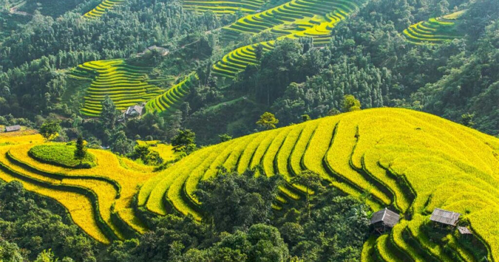 Hoang Su Phi – Paradise of Golden Terraced Fields in Ha Giang