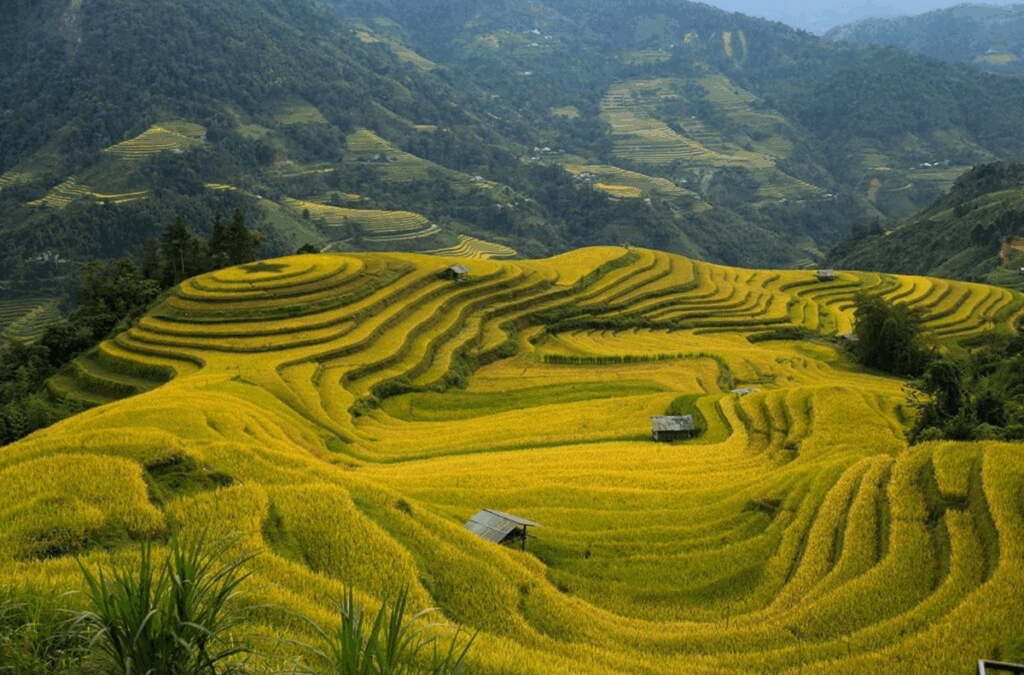 How To Travel To Hoang Su Phi Terraced Fields And Complete Guide