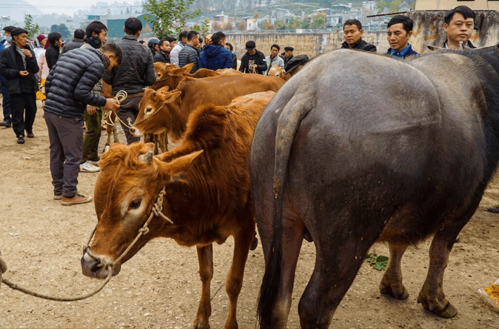 The Bustling Cattle Market (Outdoor) Meo Vac Market 