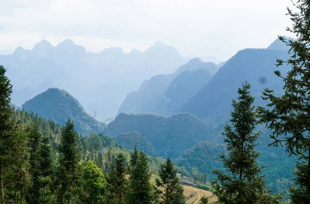 Yen Minh Pine Forest  Top 20 Destinations in Ha Giang
