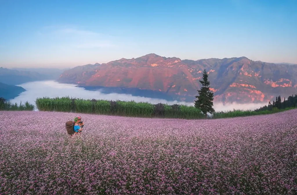 Detailed Guide to the “Buckwheat Flower Experience”