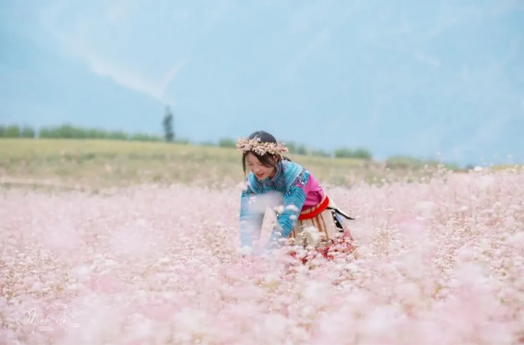 How to Travel & Experience the Buckwheat Flower Season in Ha Giang_11zon