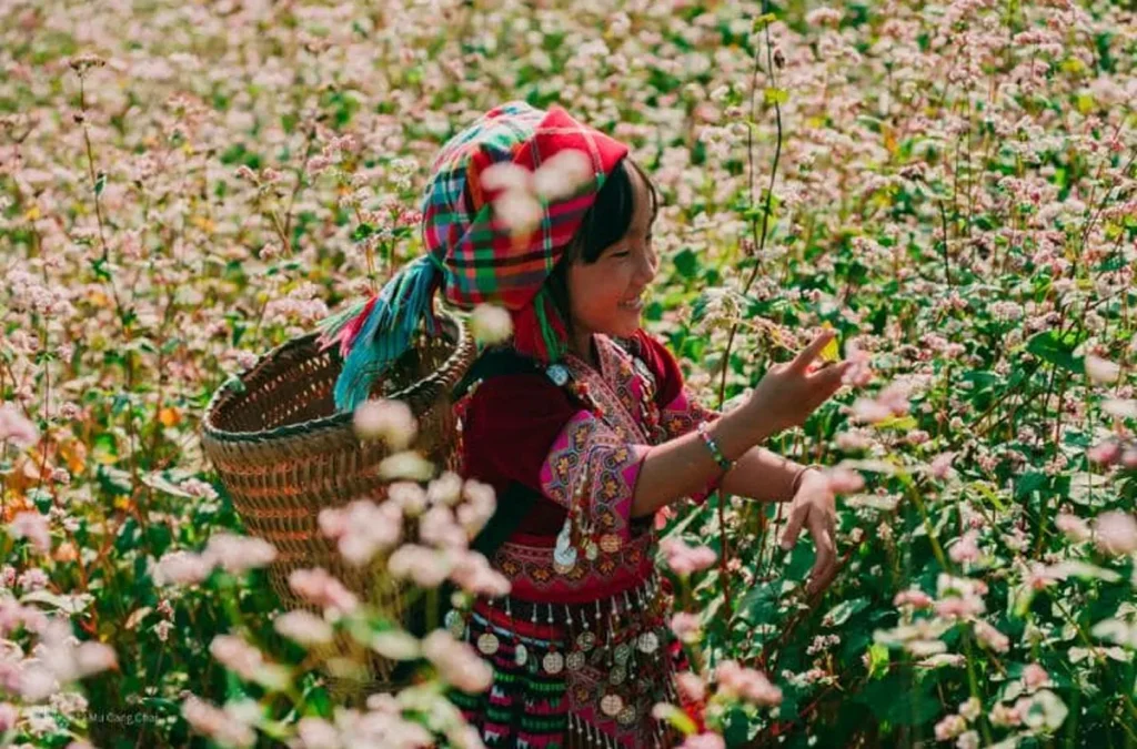 The Enchanting Beauty of Ha Giang’s Buckwheat Flower Season