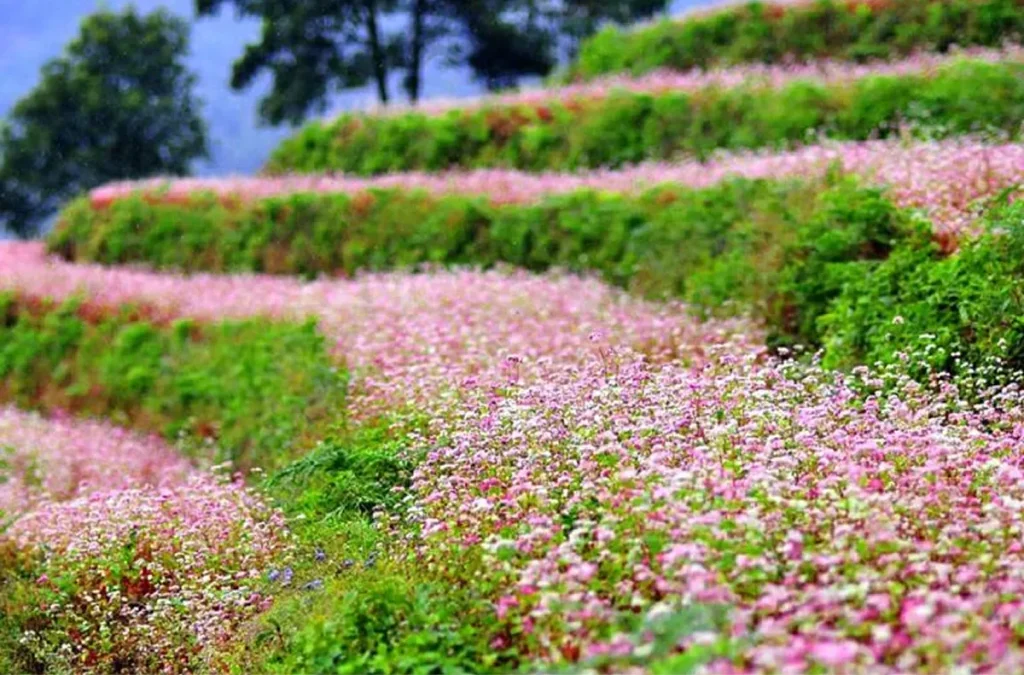Top Places to See & Explore During the Buckwheat Flower Season in Ha Giang_11zon