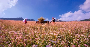 Why You Must Experience the Buckwheat Flower Season in Ha Giang Once in Your Life