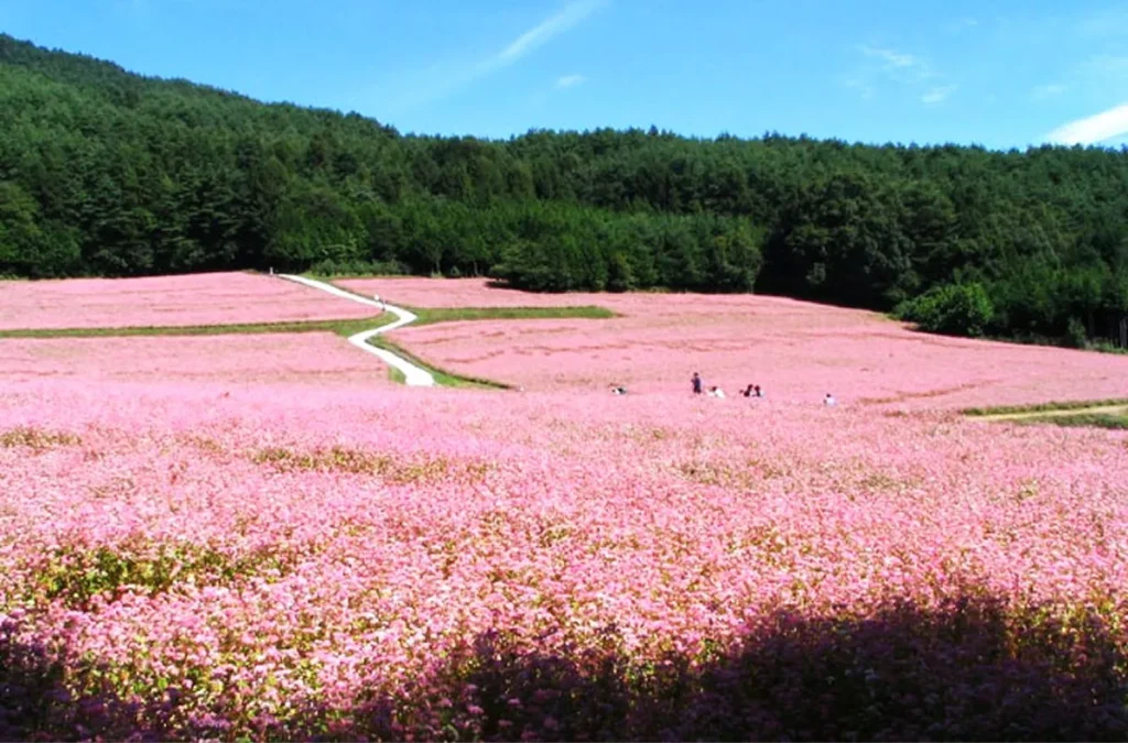 The Buckwheat Flower Season in Ha Giang Once in Your Life