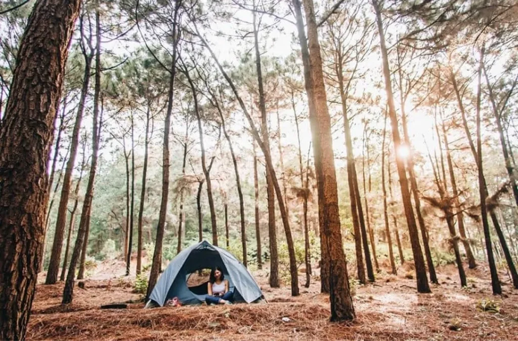 Yen Minh Pine Forest 