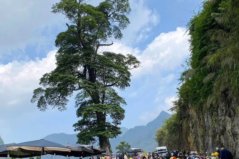 Ha Giang Loop packing list - the Lonely Tree at Can Ty