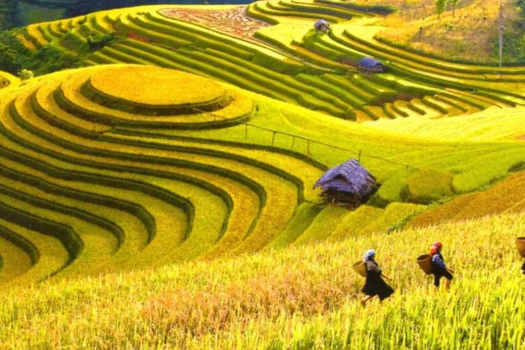 Ha Giang vs Sapa - terraced rice fields of Hoang Su Phi