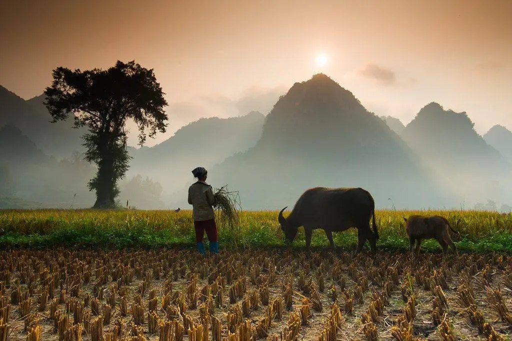 How much to tip on the Ha Giang Loop - farmer working the fields with a buffalo