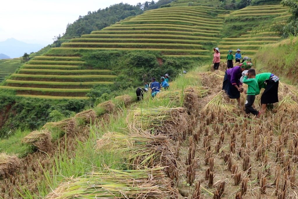 Hoang Su Phi homestay and golden rice terraces in Ha Giang