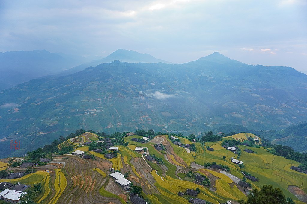 Hoang Su Phi Homestay: Your 2026 Guide to Ha Giang's Rice-Terrace Villages 3 Hoang Su Phi homestay and golden rice terraces in Ha Giang