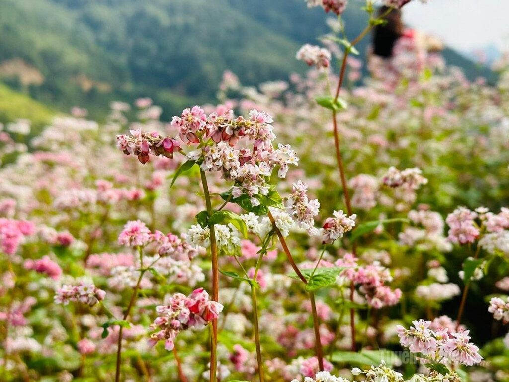 Ha Giang buckwheat flower festival on the Dong Van Karst Plateau