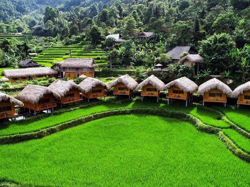 Ha Giang rice season golden terraces at Hoang Su Phi