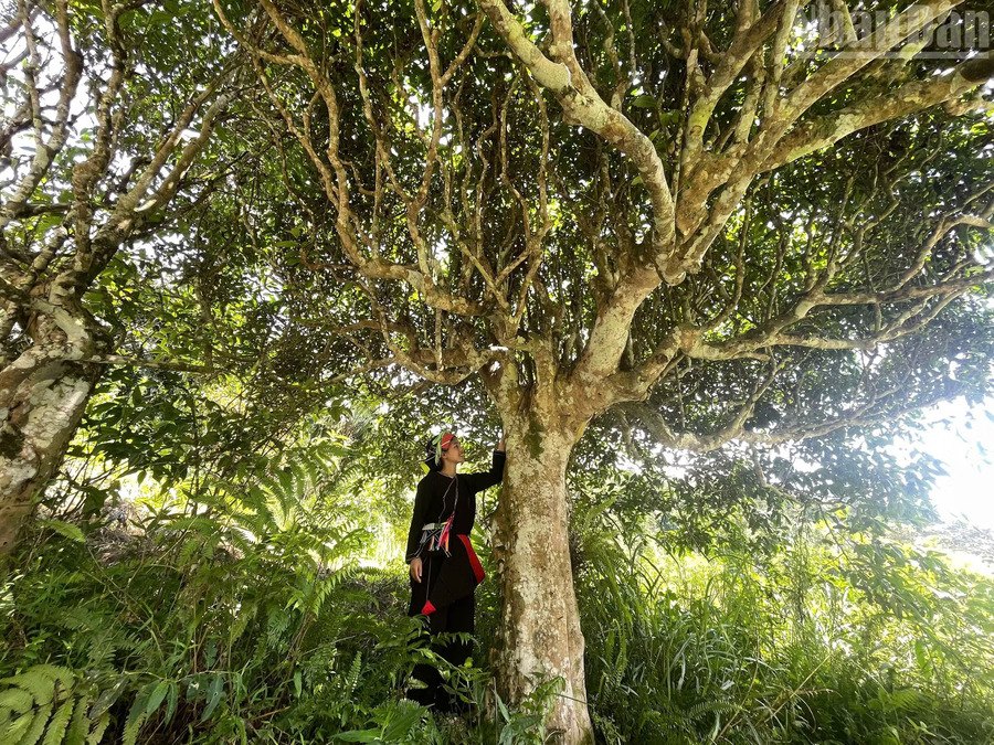Ancient Shan Tuyet Ha Giang tea tree towering over a Dao woman in Cao Bo