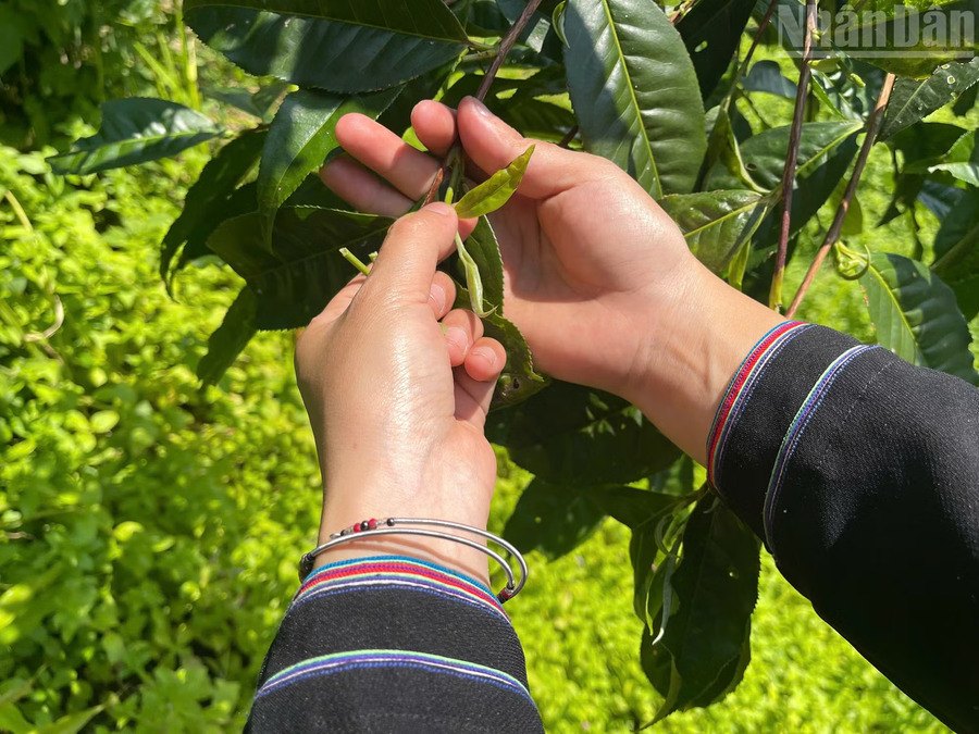 Hand-picking young Shan Tuyet Ha Giang tea buds in Cao Bo