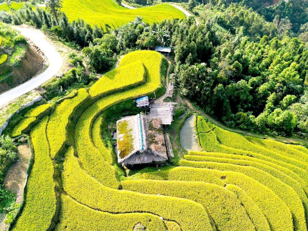 Xa Phin village moss-roof houses and golden rice terraces in Ha Giang