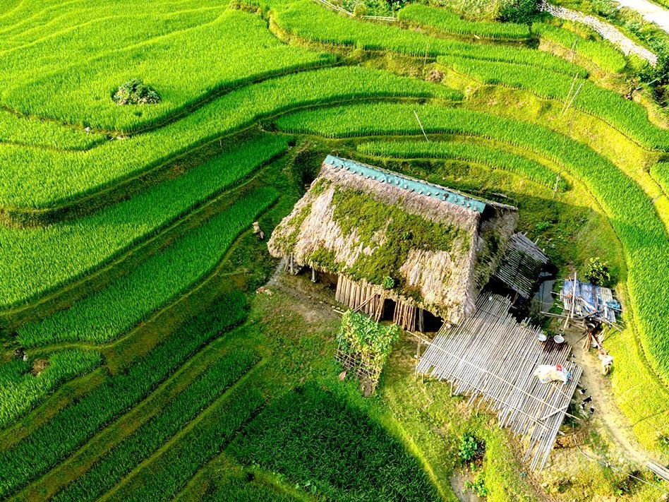 Moss-roof house among golden rice terraces in Xa Phin village Ha Giang