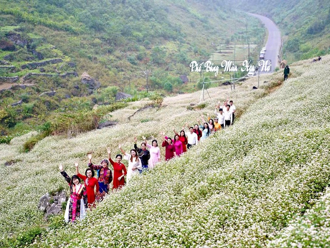 Dong Van Accommodation During the Buckwheat Festival: Real 2026 Prices and How to Book 3 Buckwheat flower field at Pho Bang and a hillside homestay near Lung Cu during the Ha Giang buckwheat festival