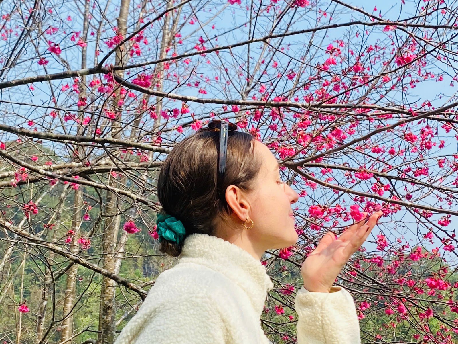Traveller under pink spring blossoms on the Ha Giang Loop during Tet
