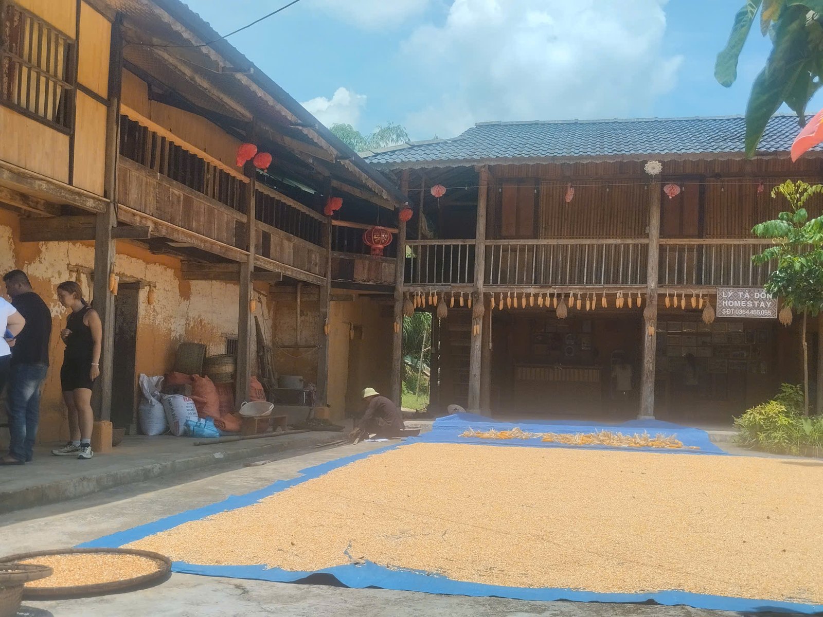 Harvested grain drying on blue tarps in a homestay courtyard during the Ha Giang Loop in August