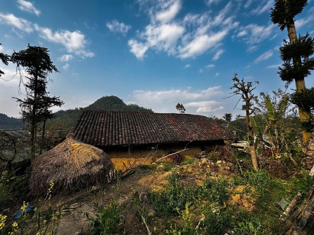 Ha Giang Loop in February: Tet, Blossoms and Drizzle (2027 Guide) 3 Rammed-earth house in Lo Lo Chai with mustard flowers in the yard on a clear late-winter day