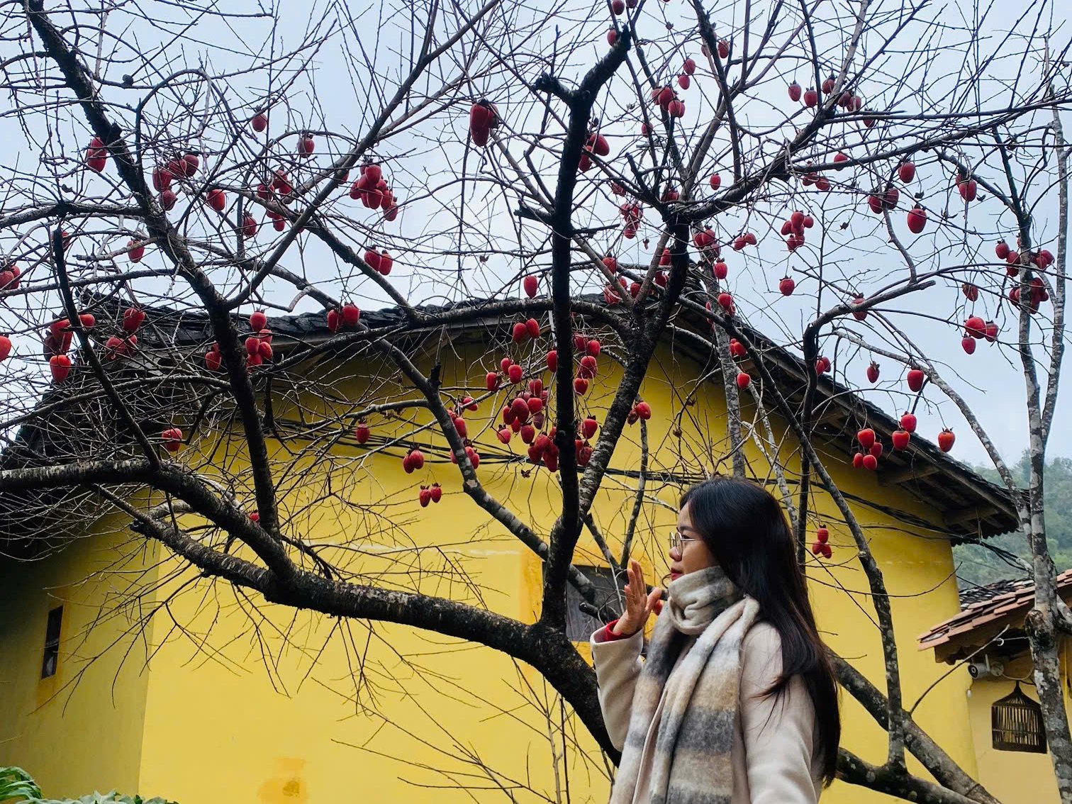 Ha Giang Loop in February: Tet, Blossoms and Drizzle (2027 Guide) 4 Bare persimmon tree with red fruit beside a yellow-walled house in winter on the Ha Giang Loop