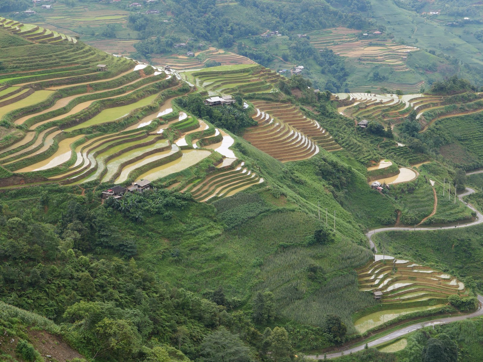 Ha Giang Loop in July: Should You Ride the Wettest Month? (2026 Guide) 5 Water-filled rice terraces and young green rice beside a mountain road in early July, Ha Giang